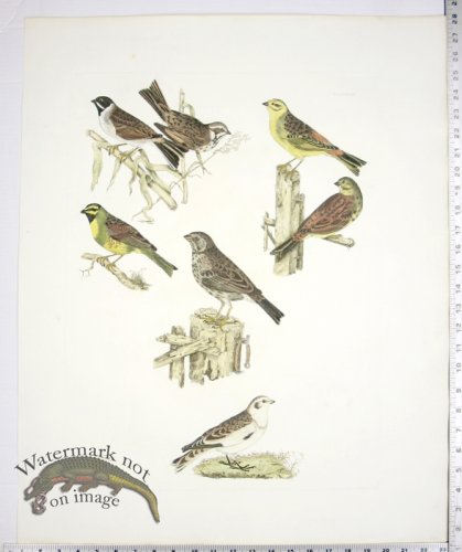 (image for) Buntings/Common; Yellow; Reed; Cirl; Tawny