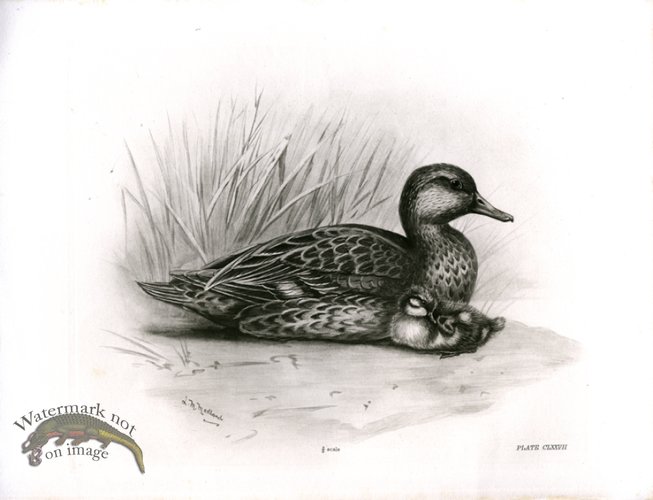 (image for) Bird 17 TEAL FEMALE