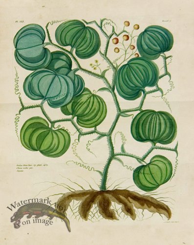 (image for) Buchoz Bot 59