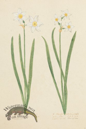 (image for) Blomboken 045