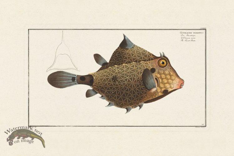 (image for) BLOCH FISH 136