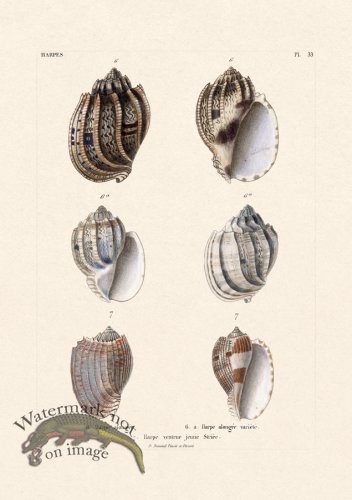 (image for) French Shell 033