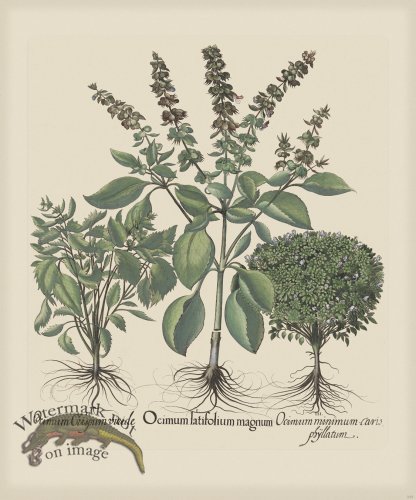 (image for) Besler 235 Colored B2