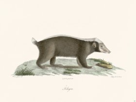 Cuvier 203 Sunda Stink Badger