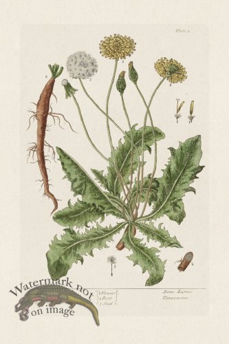 (image for) BEE 001 Dandelion