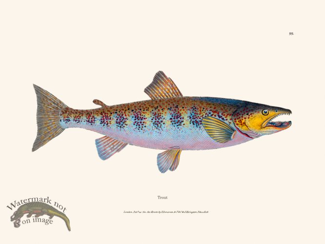 (image for) 099 Trout