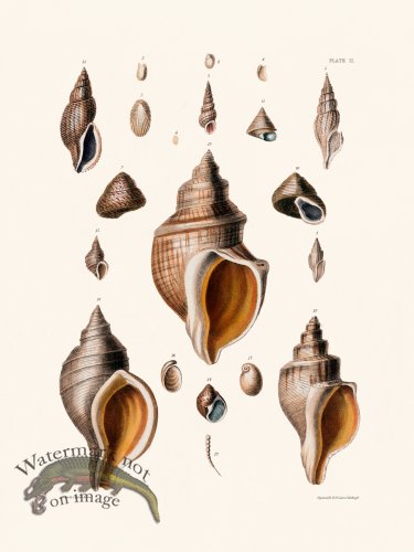 (image for) Cpt Brown Shell 02