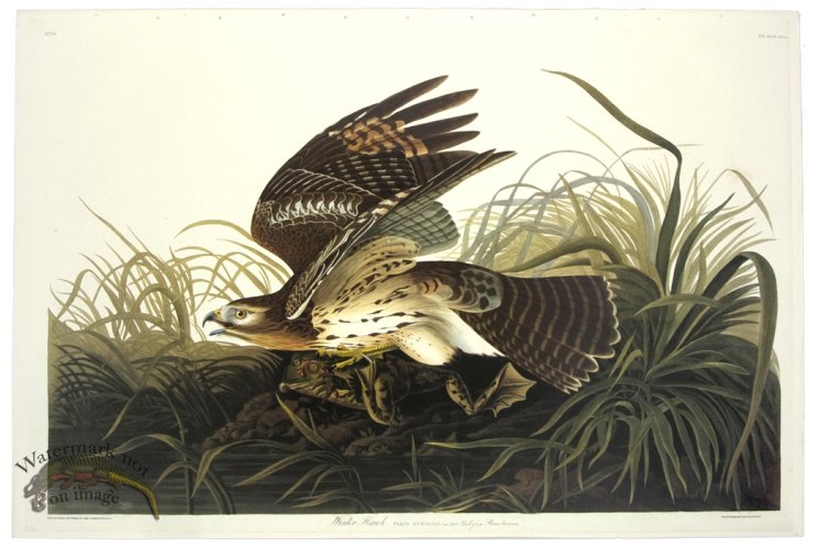 (image for) Red Shouldered or Winter Hawk