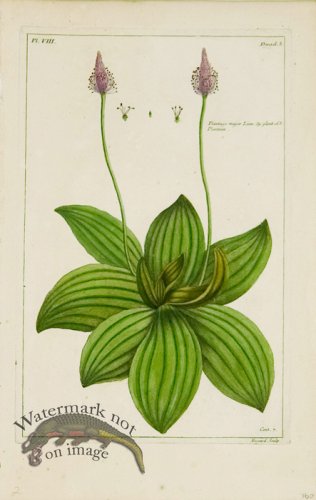 (image for) Buchoz Bot 10