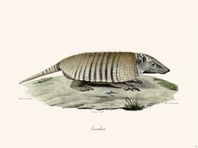 Cuvier 213 Armadillo