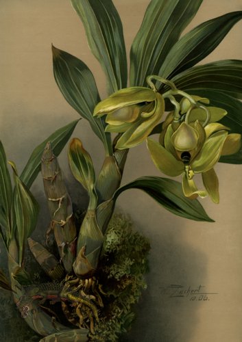 (image for) orchid 10