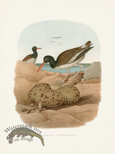 (image for) Thomas Gentry Bird 44