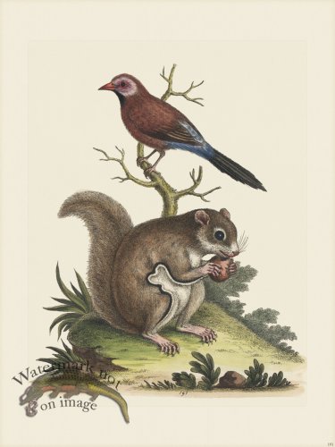 (image for) Edwards 191 Brasilisan Finch