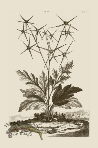 (image for) Abraham Munting 127