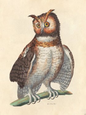 Great Horned Owl - Tribute Bd 69 M