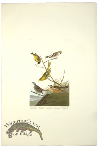 (image for) Arkansaw Siskin