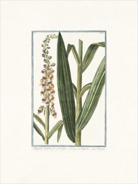 Bonelli 186 Foxglove