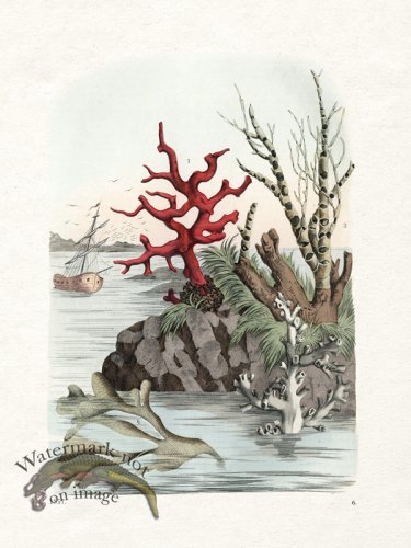 (image for) Shell BOTW 06