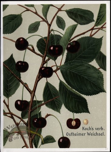 (image for) Fruit 18