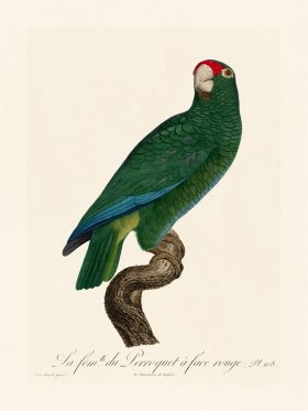 Barraband Parrot 108