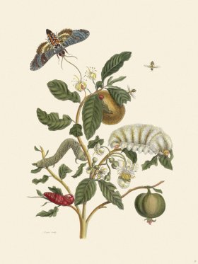 Merian Metamorphosis 57
