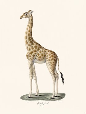 Cuvier 074 Female Giraffe