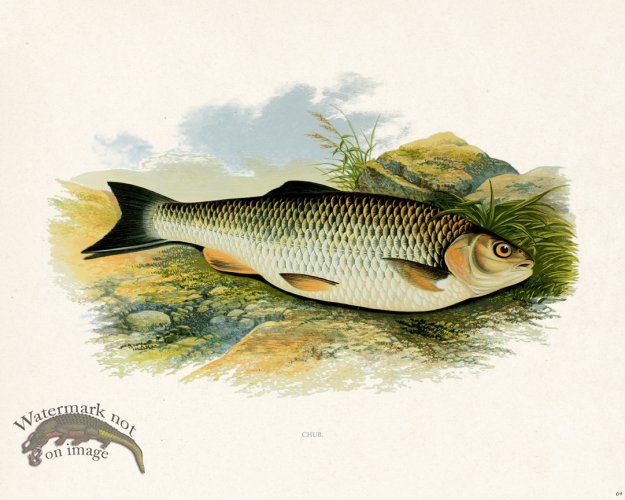 (image for) British FW 09