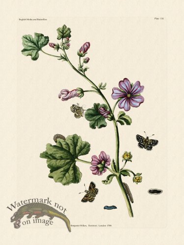 (image for) Wilkes Butterflies 110