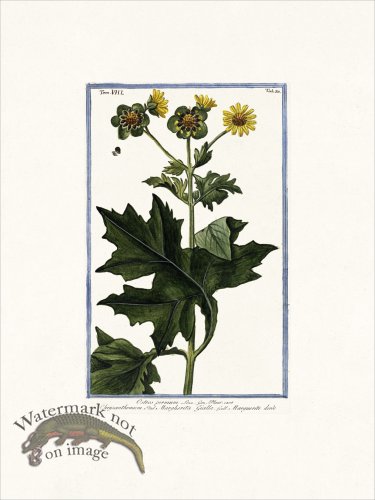 (image for) Bonelli V8 030