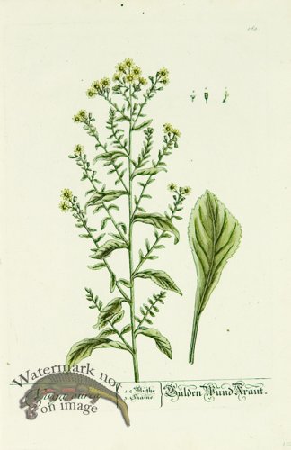 (image for) Blackwell German 262