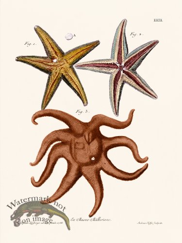 (image for) Knorr Sealife 29