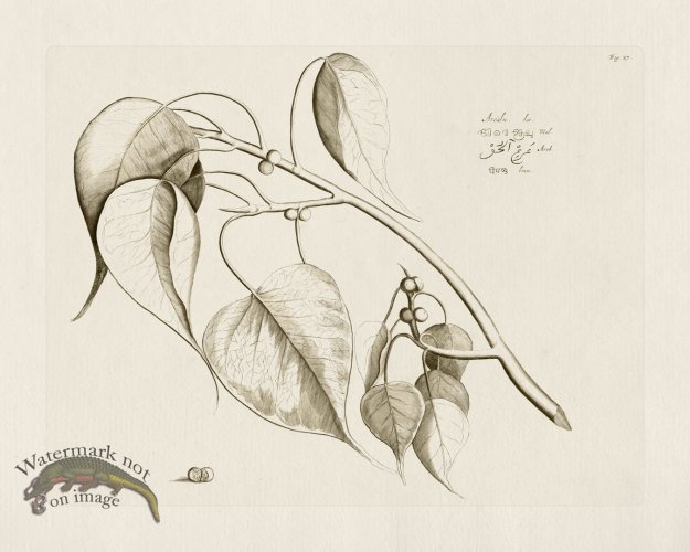 (image for) HORTUS VOL 01 27