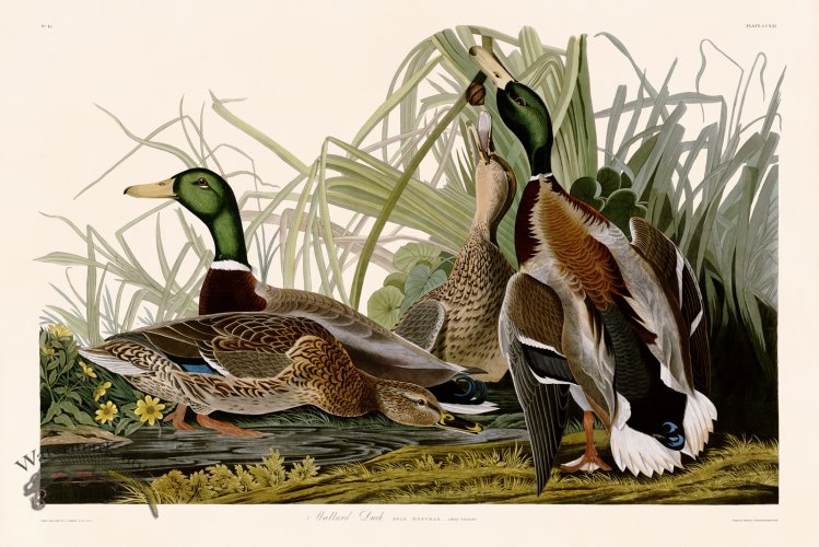 (image for) 221 Mallard Duck