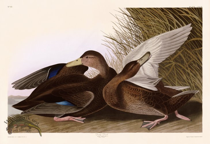 (image for) 302 Dusky Duck