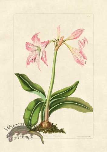 (image for) Edward bury 48