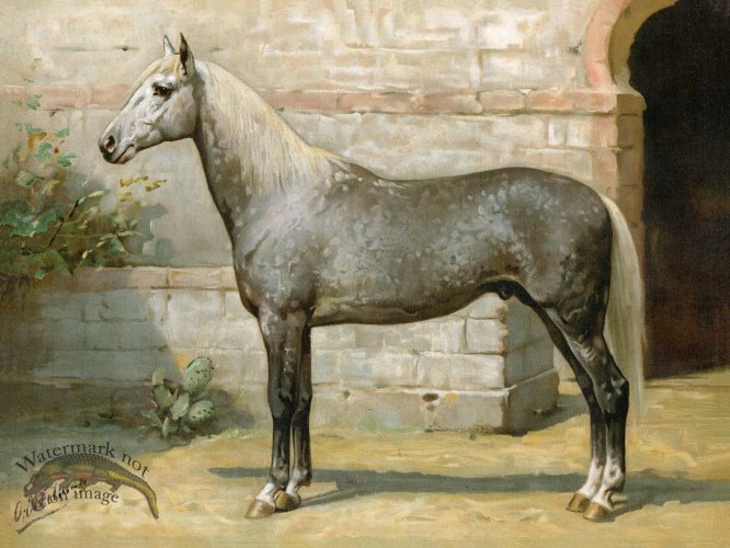 (image for) Algerian Horse by Eerelman
