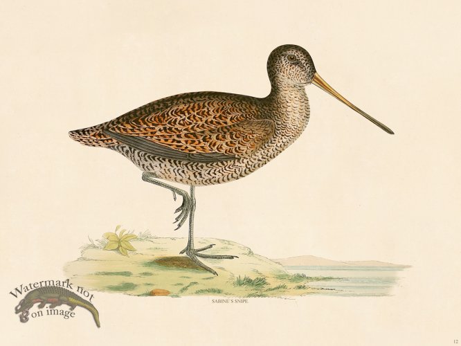 (image for) 12 BGB Sabines Snipe