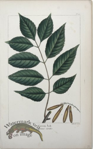 (image for) 25 Green Ash