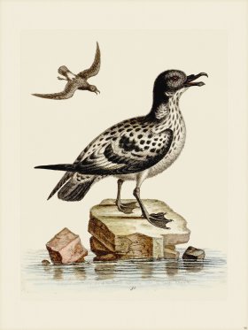 Edwards 090 White and Black Peteril