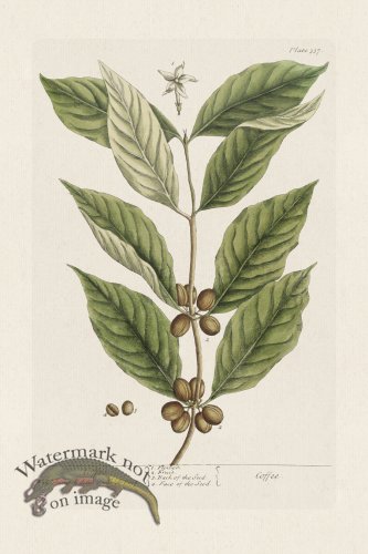 (image for) BEE 337 Coffee