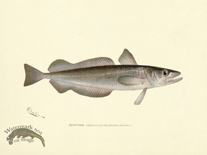 (image for) Whiting