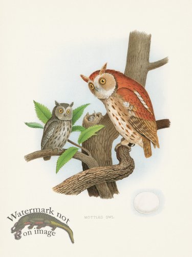 (image for) Thomas Gentry Bird 36