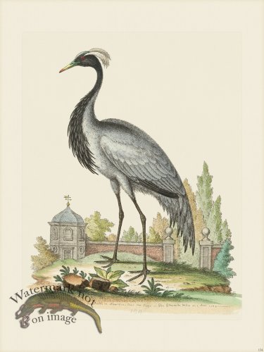 (image for) Edwards 134 Demoiselle of Numidia