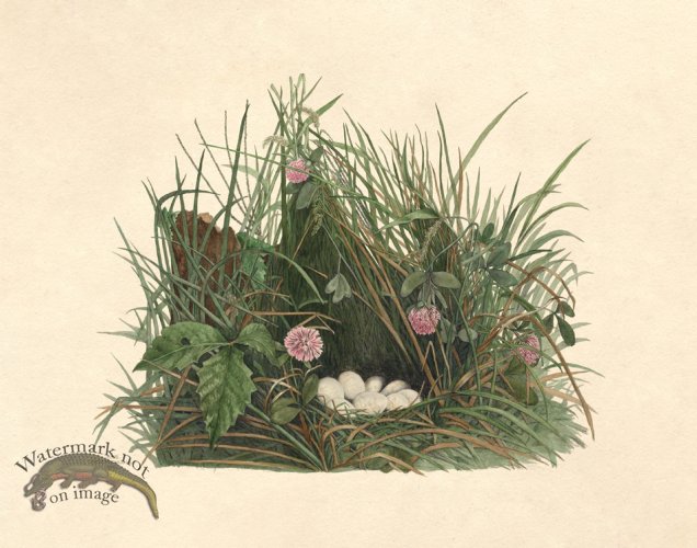 (image for) Eggs of Ohio 018