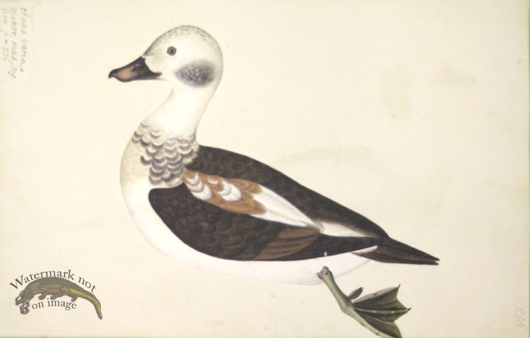 256 Swedish Birds . Anas Varia Minor, Male