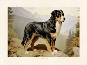 CFA Dog Bemese Mountain Dog