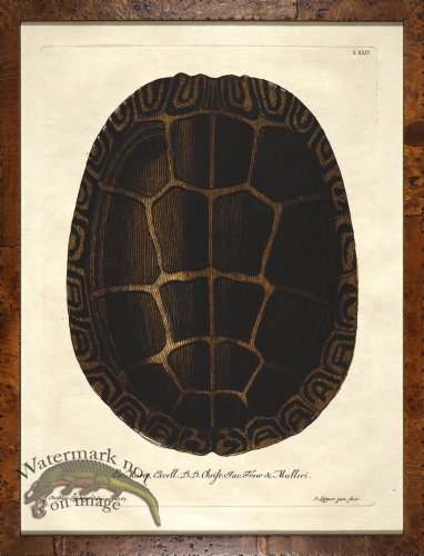 (image for) Turtle Shell Burl 07