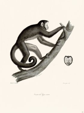 Cuvier 393 Horned Sajou