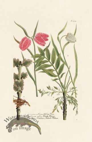 (image for) Weinmann PL 515