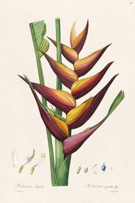 Les Liliacees Redoute 383